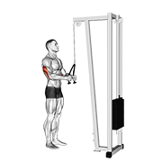 Pushdown Tríceps (Cabo) (Rope Attachment)
